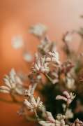 Mona's Flower Marrow e.K. - GALLERY