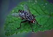 Mr.Motte Schädlingsbekämpfung - Fliegenbefall - Mr. Motte - Schädlingsbekämpfung - Hamburg