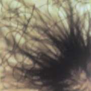 Feuchteindikatorpilz Chaetomium sp.