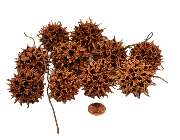 Muwse Bettina Bunzel - GALLERY