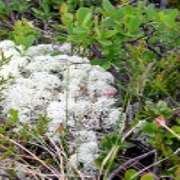 Muwse Bettina Bunzel - GALLERY