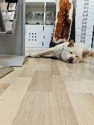 N-G-L-Shop - GALLERY