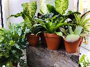 NABLOOM 2 - Zimmerpflanzen bei Na'Bloom