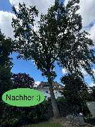 Nadrowski Baumdienst - 10