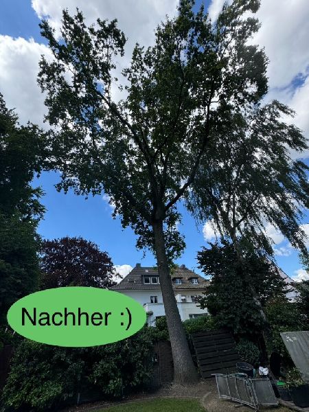Nadrowski Baumdienst - 10