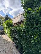 Nadrowski Baumdienst - 11