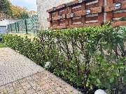 Nadrowski Baumdienst - 12