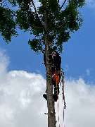 Nadrowski Baumdienst - 17