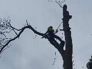 Nadrowski Baumdienst - 3