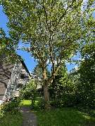 Nadrowski Baumdienst - 4