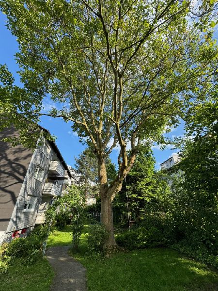 Nadrowski Baumdienst - 4