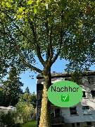 Nadrowski Baumdienst - 6