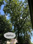 Nadrowski Baumdienst - 9