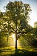 NATURA Tierbestattungen & Service - GALLERY
