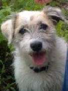 Naturdorf Eickhof - Hofhund Wilfried