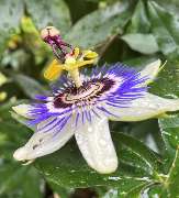 Naturheilpraxis HOLOS Fulga Stefania Marianov - 16