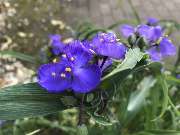 Naturheilpraxis HOLOS Fulga Stefania Marianov - Blumenkraft