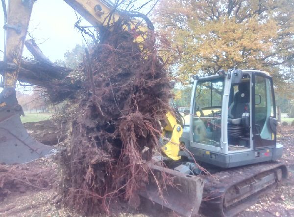 ND Gartenservice & Mehr - Man kann auch Wurzeln mi …