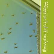 Noplex GmbH Schädlingsbekämpfung & Hygienemanagement - Noplex Schädlingsbekämpfung Wespenbekämpfung