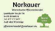 Norkauer Winterharter Pflanzenhandel - 1