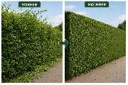 NOVENTOS Service - 2