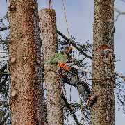 Oachkatzl Buam GmbH - Gartenpflege | Baumpflege | Gartenbau - 9