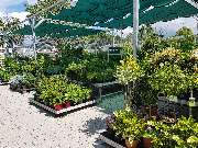 OBI Gartencenter Freiburg, Tullastrasse - Garten Außenpflanzen