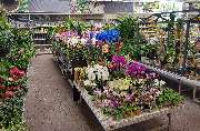 OBI Gartencenter Freiburg, Tullastrasse - Garten Innenpflanzen
