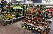 OBI Gartencenter Freiburg, Tullastrasse - Garten Innenpflanzen