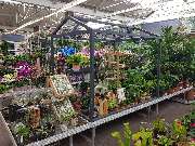 OBI Gartencenter Freiburg, Tullastrasse - Garten Innenpflanzen