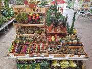OBI Gartencenter Freiburg, Tullastrasse - Kakteen