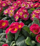 OBI Gartencenter Höchstadt - GALLERY