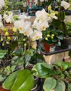 OBI Gartencenter Höchstadt - GALLERY