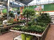 OBI Gartencenter Lindlar - GALLERY