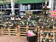 OBI Gartencenter Lindlar - GALLERY