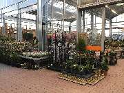 OBI Gartencenter Lindlar - GALLERY