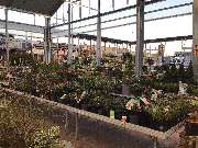 OBI Gartencenter Lindlar - GALLERY