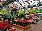 OBI Gartencenter Rüsselsheim - Gartencenter Warmhalle Zimmerpflanzen