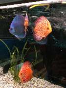 OBI Gartencenter Velbert - Heimtier