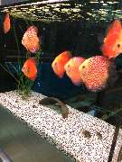 OBI Gartencenter Velbert - Heimtier