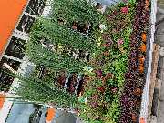 OBI Gartencenter Velbert - Herbstpflanzen