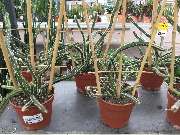 OBI Gartencenter Velbert - Zimmerpflanzen Besonderheiten