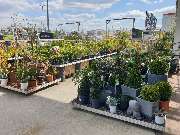 OBI Gartencenter Walsrode - GALLERY