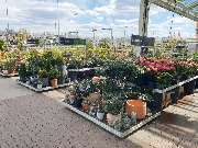 OBI Gartencenter Walsrode - GALLERY