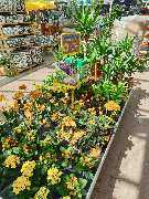 OBI Gartencenter Walsrode - GALLERY