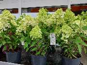 OBI Gartencenter Wuppertal-Steinbeck - GALLERY