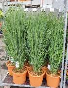 OBI Gartencenter Wuppertal-Steinbeck - GALLERY