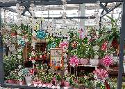 OBI Gartencenter Wuppertal-Steinbeck - GALLERY