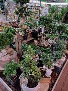 OBI Gartencenter Wuppertal-Steinbeck - GALLERY