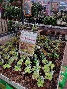 OBI Gartencenter Wuppertal-Steinbeck - GALLERY